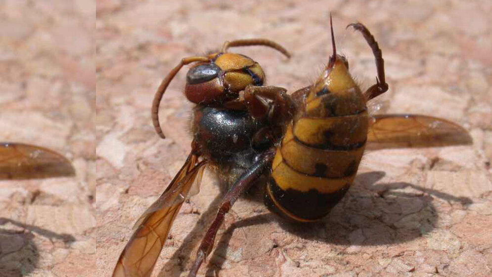 Hornisse mit Stachel