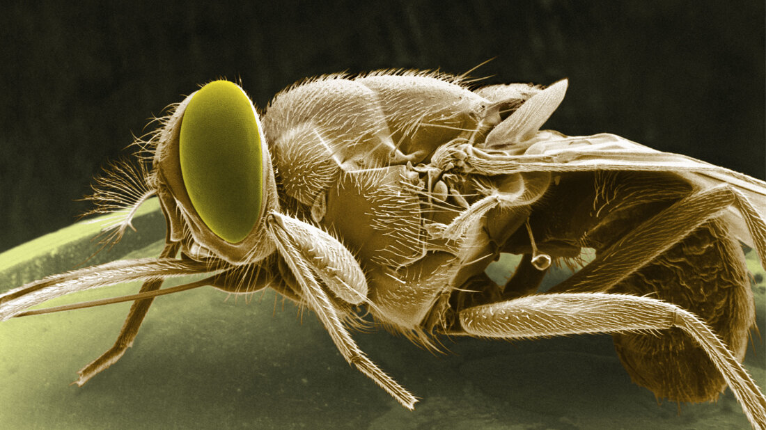 Tsetse.jpg Tsetsefliege