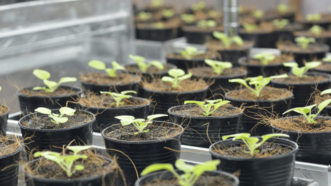 Molecular Farming 2024-07-04-Foto_Gute-Nachricht-Molecular-Farming__c_Shutterstock_Bubbly-Pang_1612046239.gif