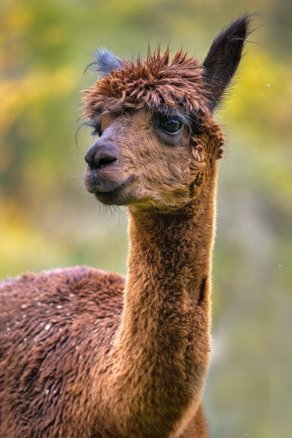 Alpaka Max.