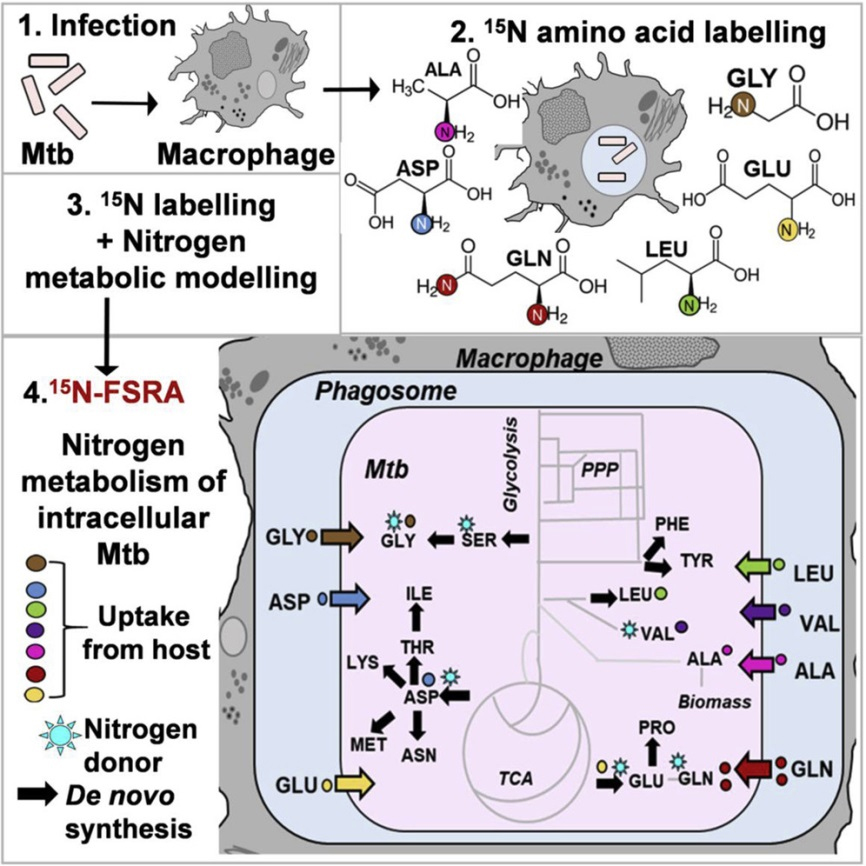 Isotopen Markierungsmethodik 