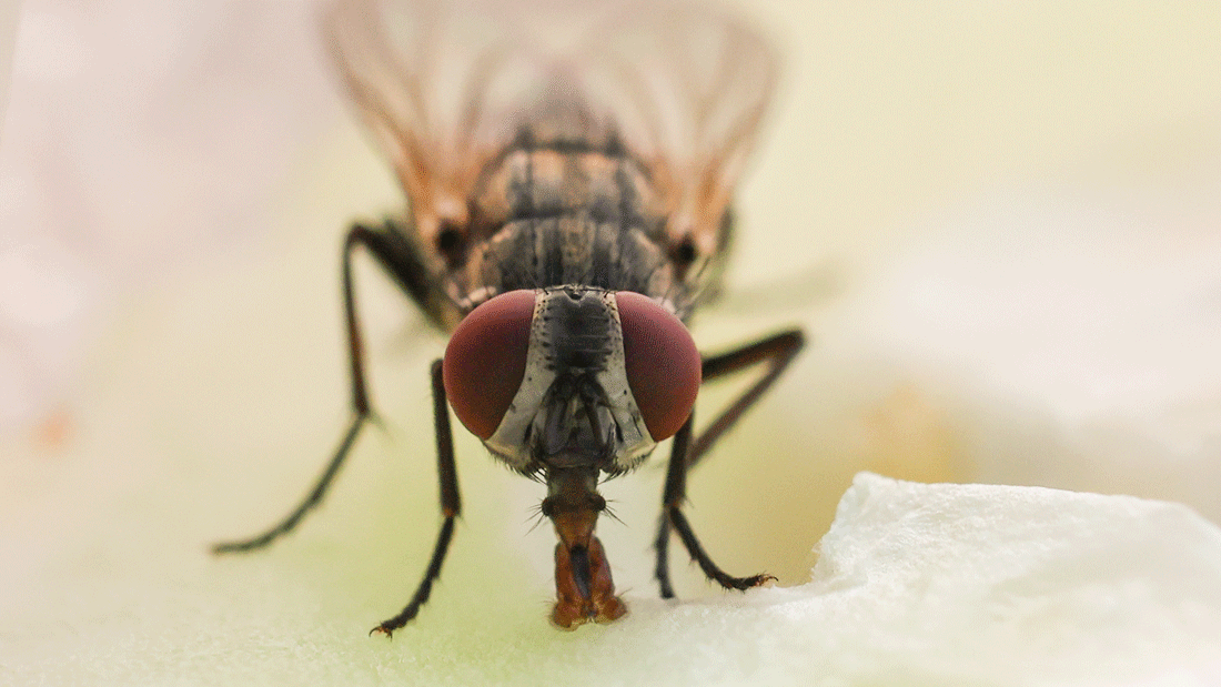 Eine Stubenfliege auf der Suche nach Nahrung