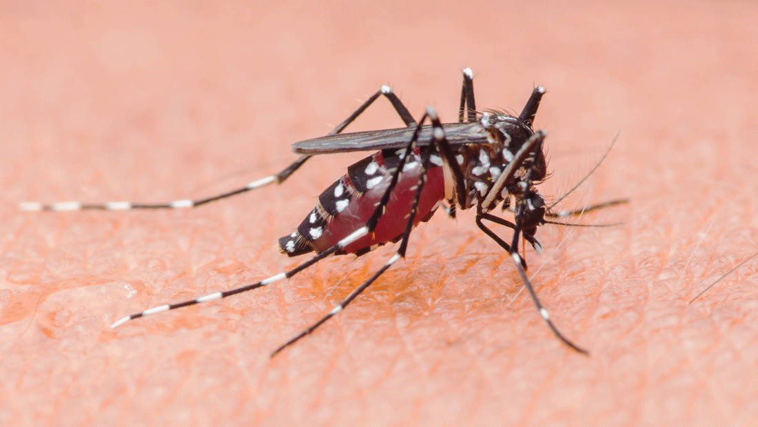 Das Bild zeigt eine Nahaufnahme einer Mücke, die auf menschlicher Haut sitzt und Blut saugt. Es handelt sich um die Asiatische Tigermücke.