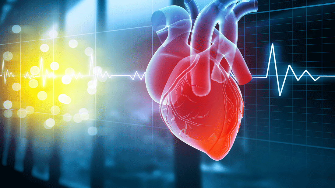 Dieses Bild zeigt eine medizinische Darstellung des menschlichen Herzens, kombiniert mit einem EKG, das die Herzaktivität visualisiert. 
