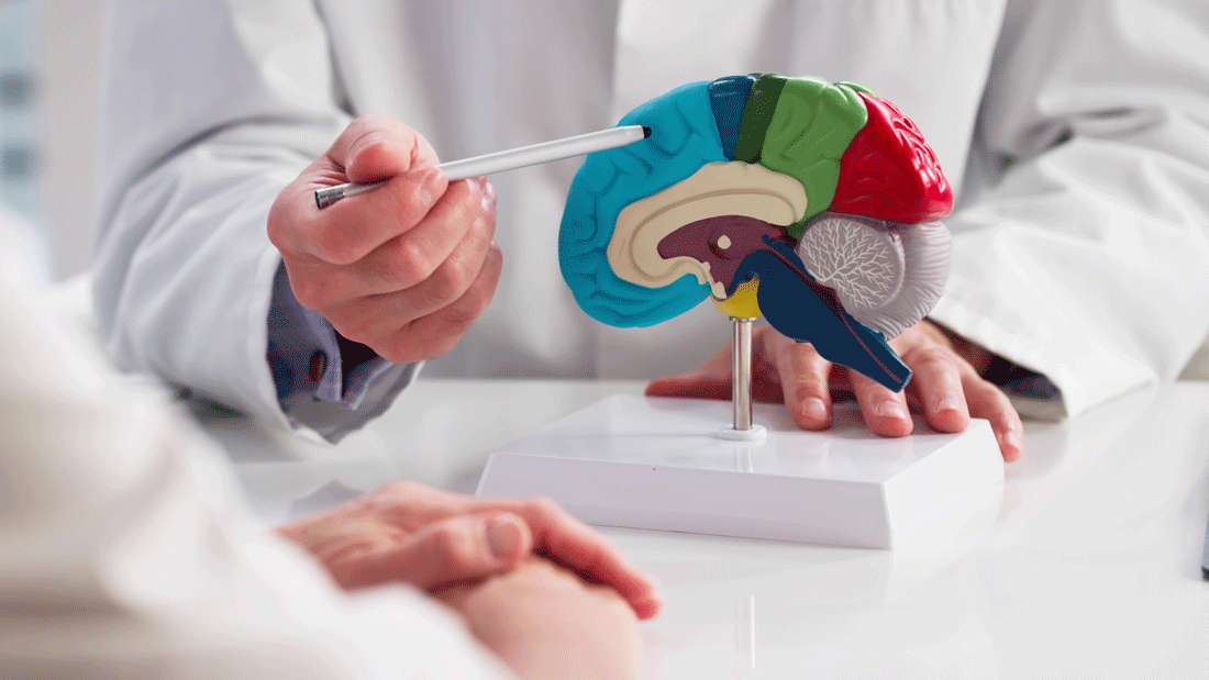 Dieses Bild zeigt eine medizinische Fachkraft, die mit einem Zeigestab die Anatomie des Gehirns anhand eines farbigen Gehirnmodells erklärt.