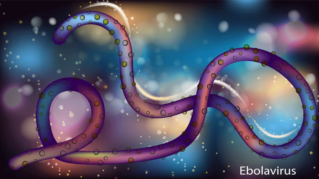 AdobeStock_2044604856.gif Dieses Bild zeigt das Ebolavirus, ein fadenförmiges Virus, das für das Verursachen von schwerem hämorrhagischem Fieber bei Menschen und Primaten bekannt ist.