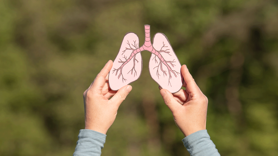 AdobeStock_2098611047.gif Zwei Hände halten ein stilisiertes Lungenmodell vor unscharfem Naturhintergrund. Das Bild symbolisiert Atemwege, Lungengesundheit, Atmung und Prävention.