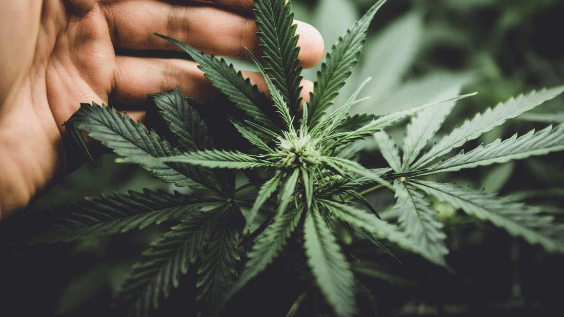 Das Bild zeigt eine Cannabispflanze, die von einer Hand berührt wird. 