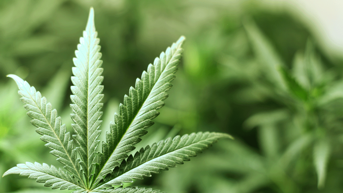 Das Bild zeigt ein Nahaufnahme eines Cannabisblattes, das vor einem Hintergrund mit weiteren Pflanzen gehalten wird. Es hebt die charakteristische Form und Struktur des Blattes hervor, die typisch für die Cannabispflanze ist.