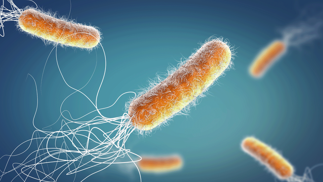 Orangefarbenes, gegen mehrere Antibiotika resistentes Bakterium Pseudomonas aeruginosa vor blauem Hintergrund – 3D-Illustration 