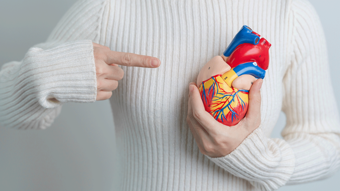 Das Bild zeigt eine Person, die ein anatomisches Modell eines menschlichen Herzens hält und darauf zeigt.