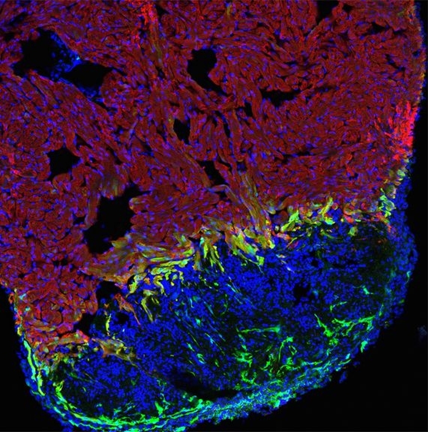 Mikroskopische Aufnahme eines Gewebeschnittes 