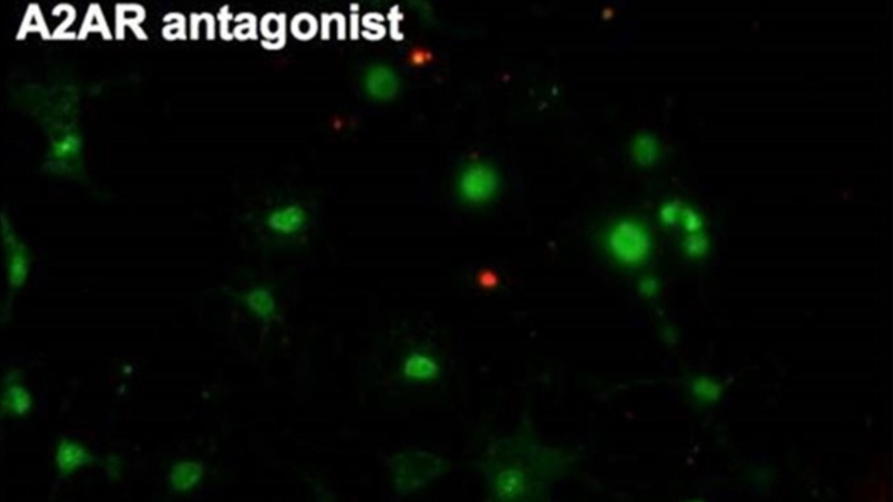 Coffein löst Blockierung von Adenosin A2A-Rezeptoren aus 