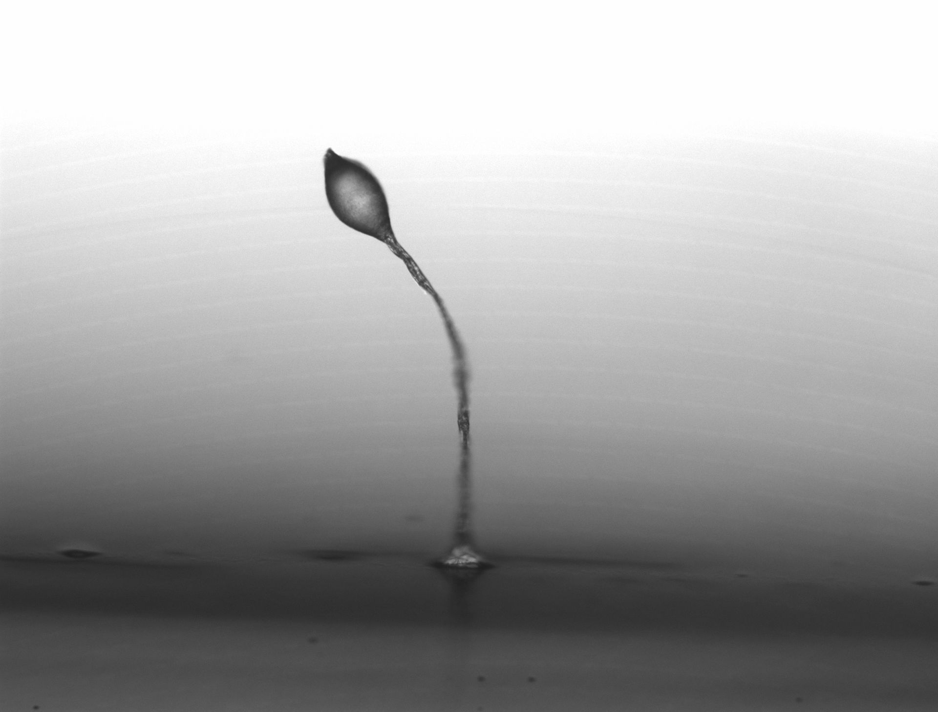 Amöbe Dictyostelium discoideum 