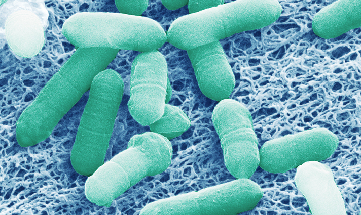 Rubneribacter badeniensis