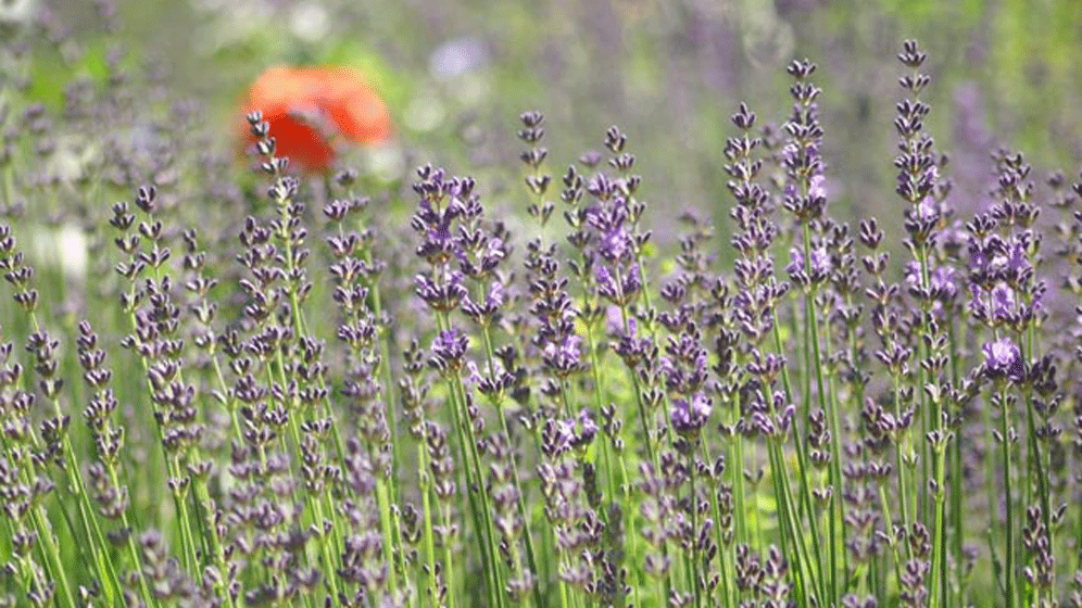 Lavendel