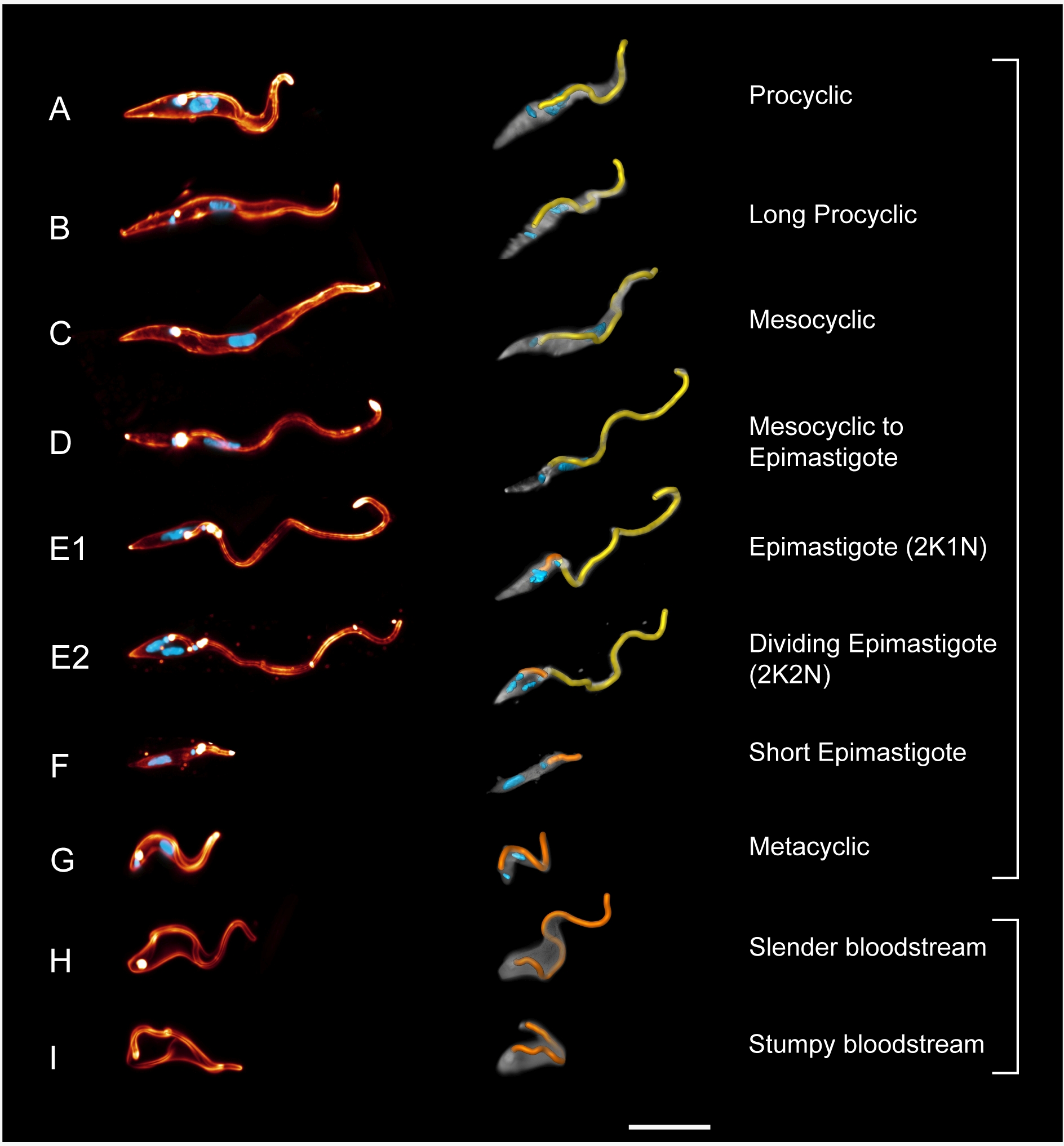 Dreidimensionale Modelle der schwimmenden Entwicklungsstadien