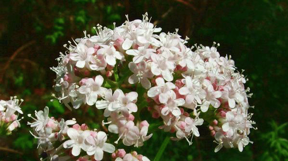 Schlaf_Valeriana_officinalis_jfg1.gif