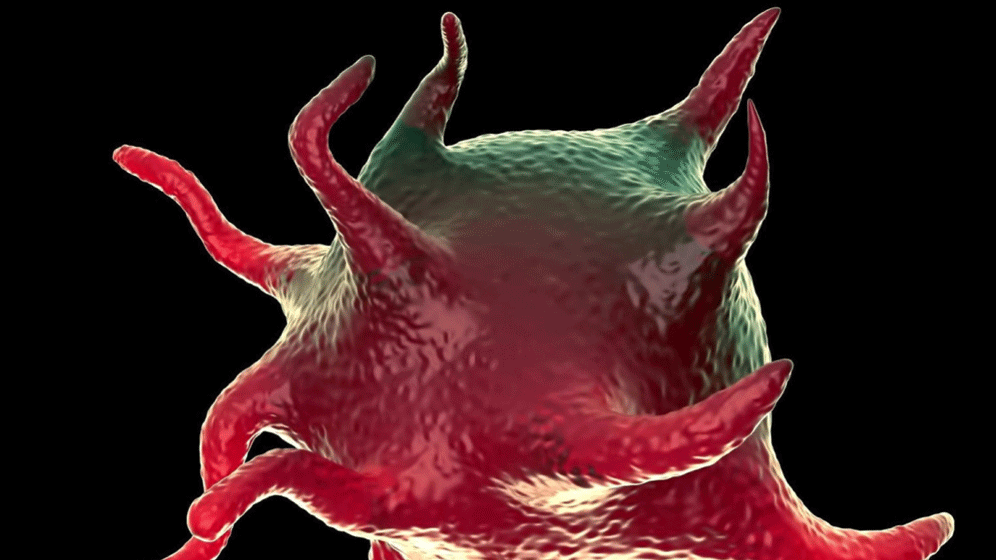 Blutplaettchen.gif Pathogeninaktivierung