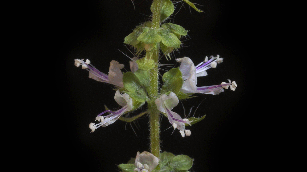2018_008_Forscher_20kommen_20falschen_20Superfoods_20auf_20die_20Spur.gif Gefälschte Heilpflanzen