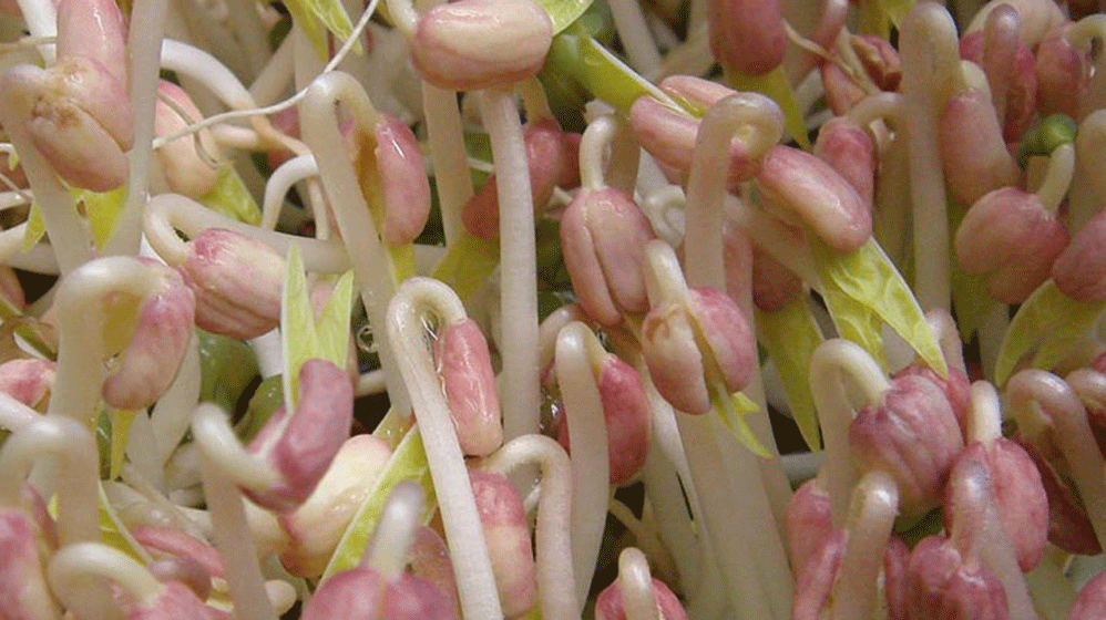 News_Humanpathogene-2.gif Humanpathogene Bakterien