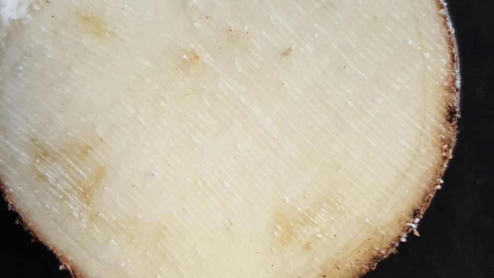 PI2019_20-06_Gesunde-Cassava-Wurzel.gif Cassava
