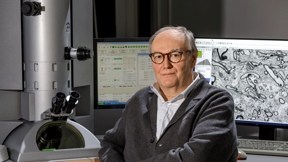 3-D-Modelle menschlicher Synapsen