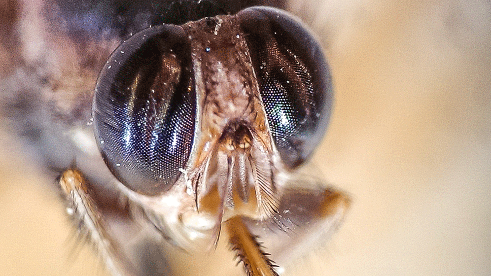 Schlafkrankheit.gif Tropenkrankheiten