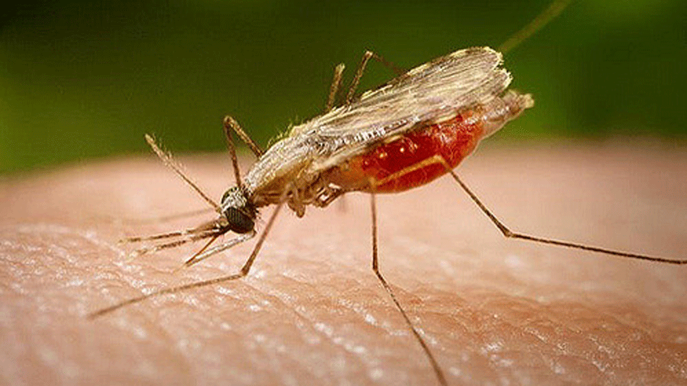 Malaria