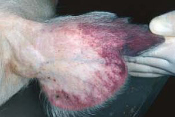 Petechiale Blutungen