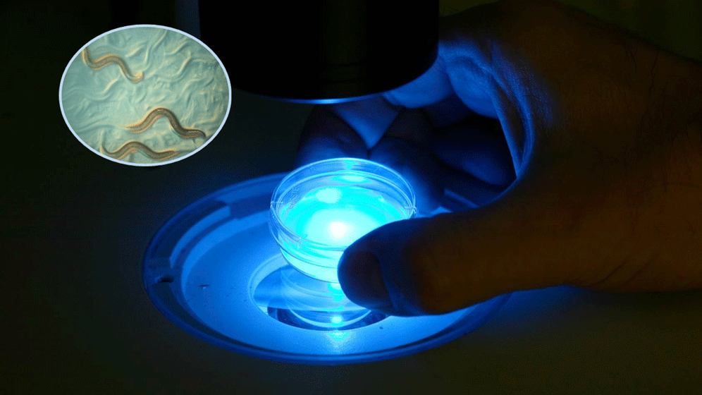 Fadenwurm C. elegans