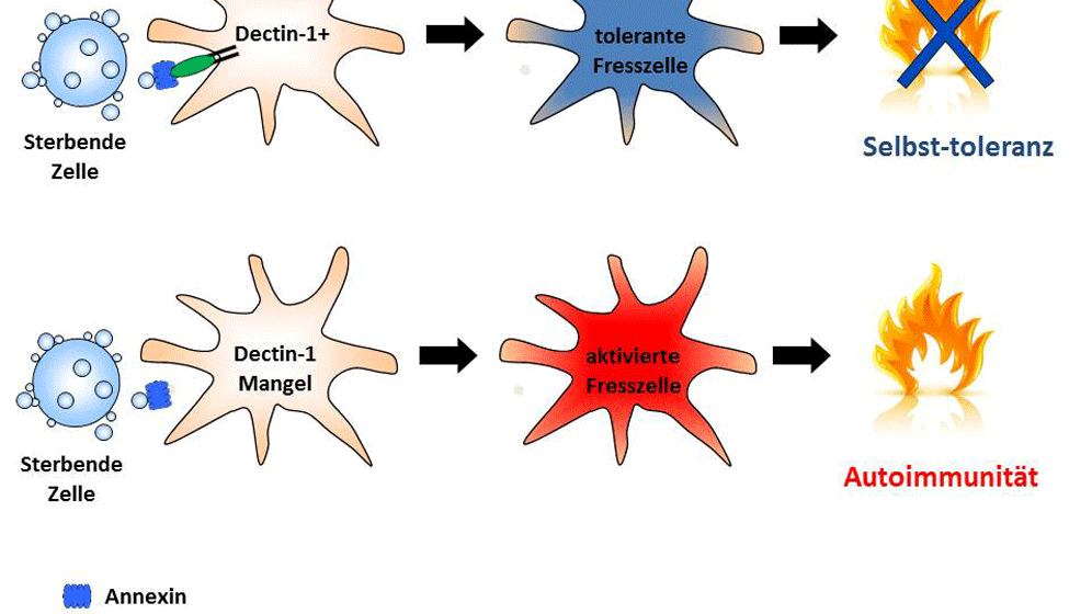 Pressemitteilung_Illustration.gif Apoptotische Zellen