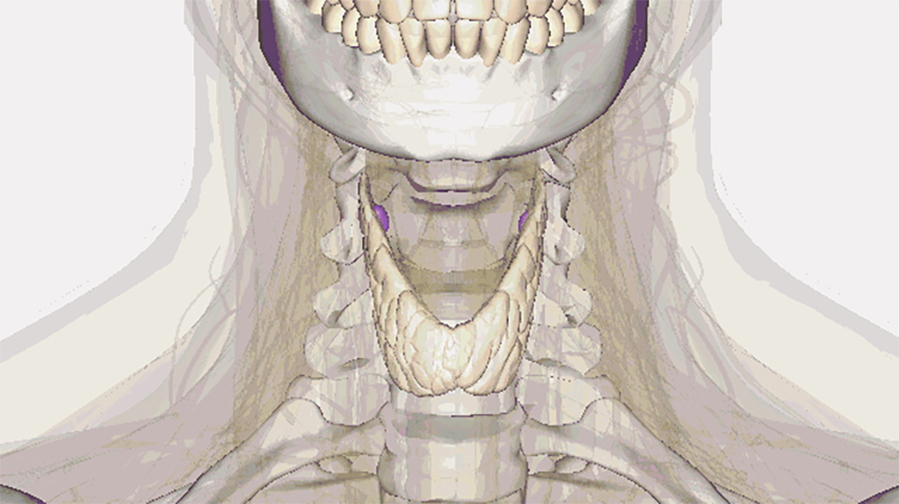 A basic guide to thyroid diagnostics