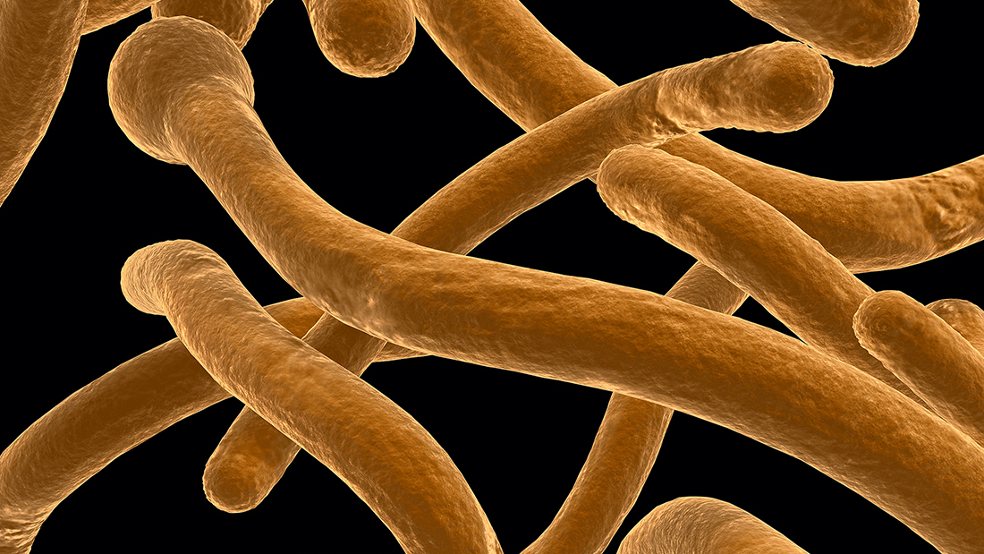 Titelbild zu Teil 1 des Fachbeitrags über das Mykobiom des Darms