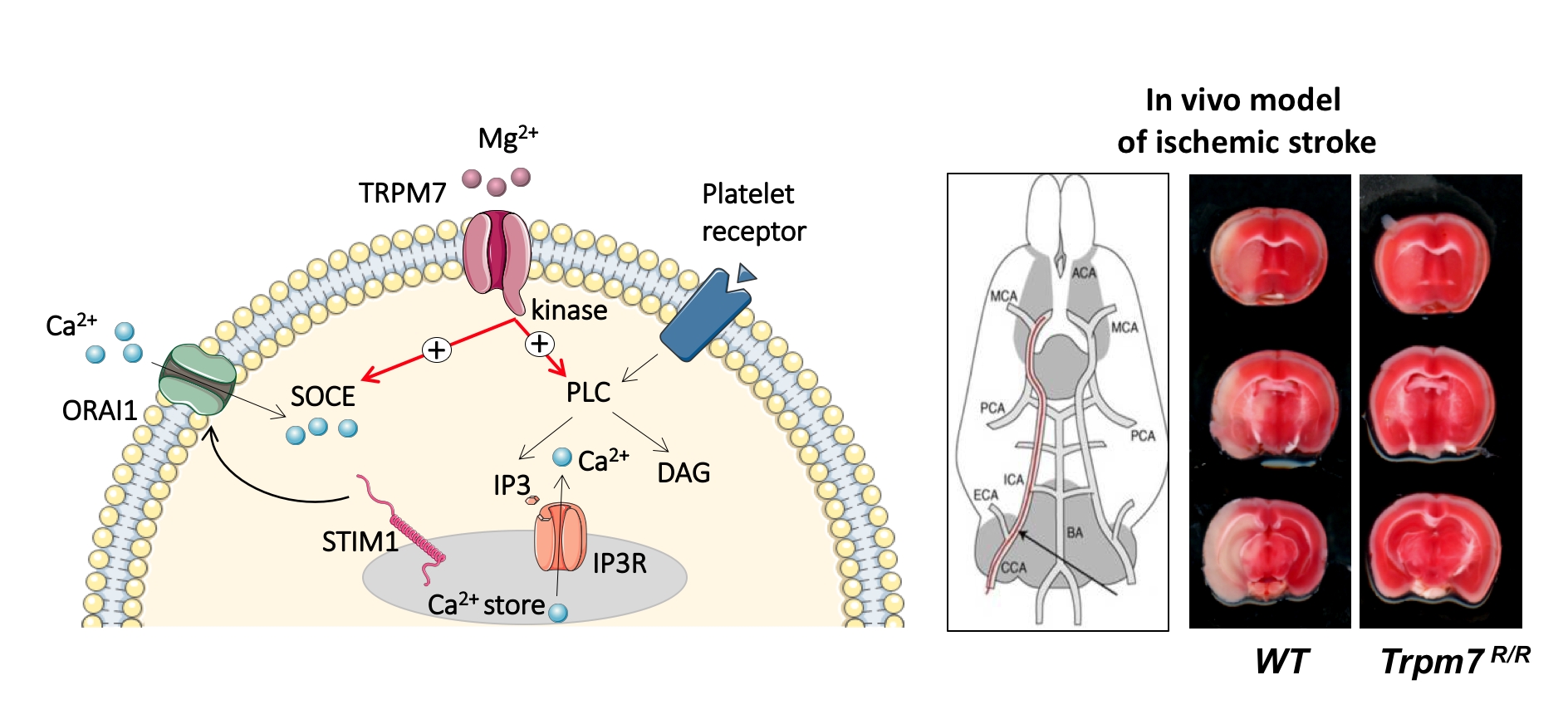 Mechanismus vom TRPM7-Protein