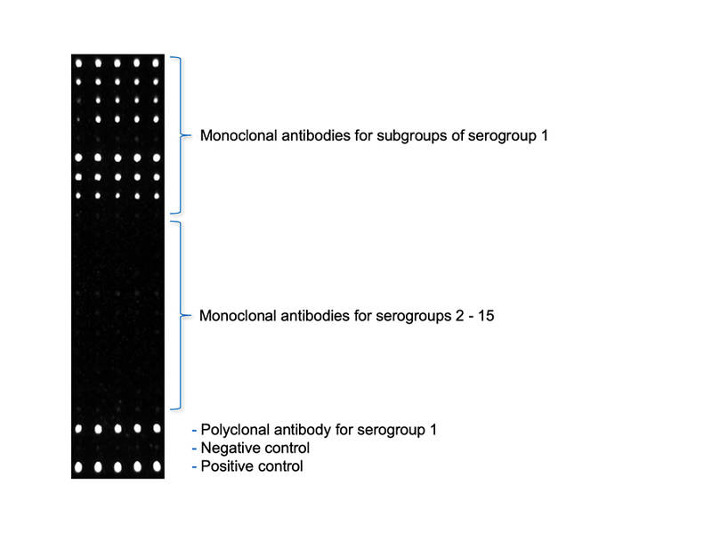 Sensorbild bei Nachweis von Legionella pneumophila Serogruppe 1