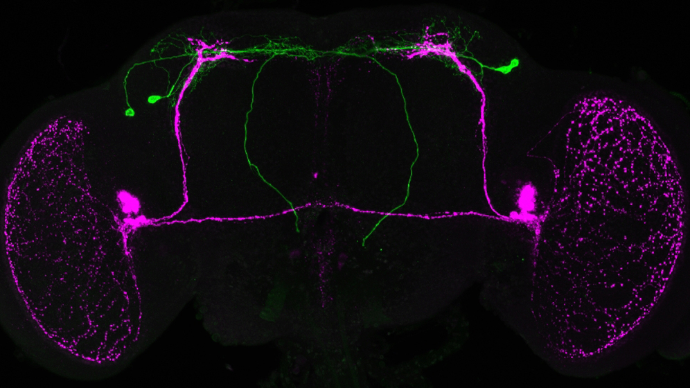 PTTH Neurone verbinden die zentrale Uhr