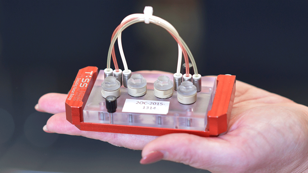 Humane Modellsysteme