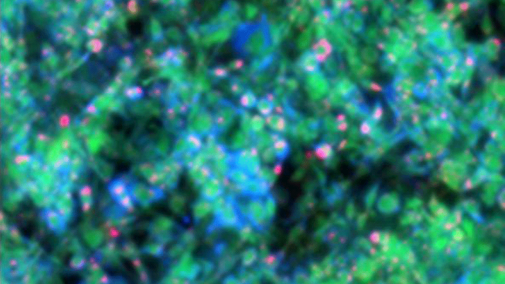 image_press_release-_3_.gif MiROM