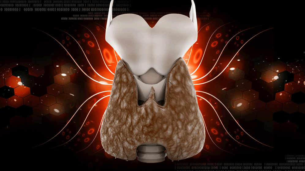 AdobeStock_34968593.gif Schilddrüse