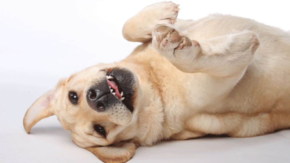 Händewaschen - Tiere