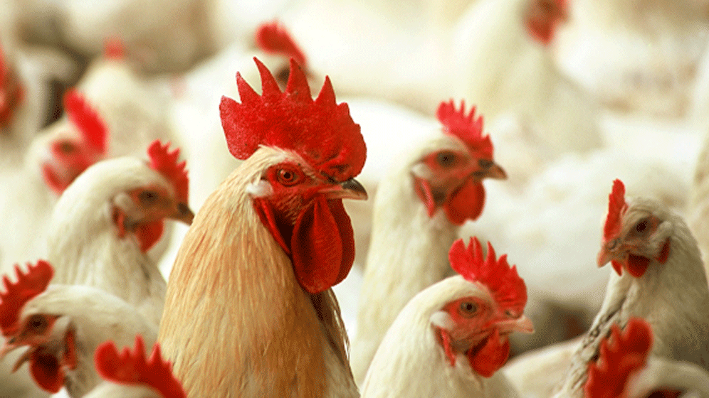 Gefluegel.gif Reserveantibiotika