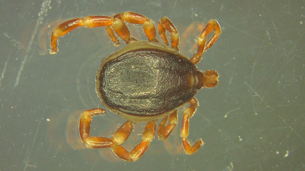 Druck-Hyalomma_Marco-Drehmann.gif Hyalomma-Zecke