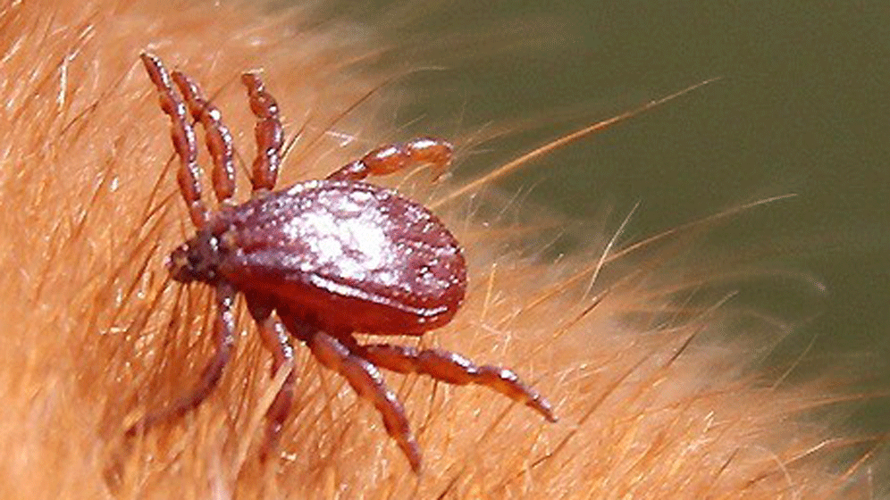 Hundezecke.gif Braune Hundezecke