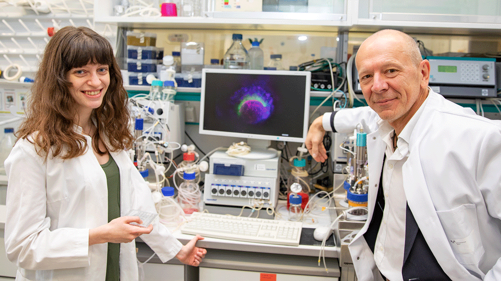 Embryonalentwicklung in Zellkultur