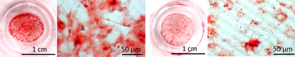 Mit Stammzellen beschichtete Polymer-Folie 