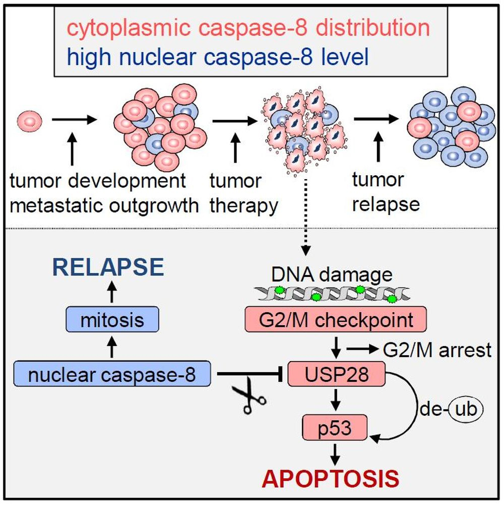 Ein neu entdeckter Mechanismus