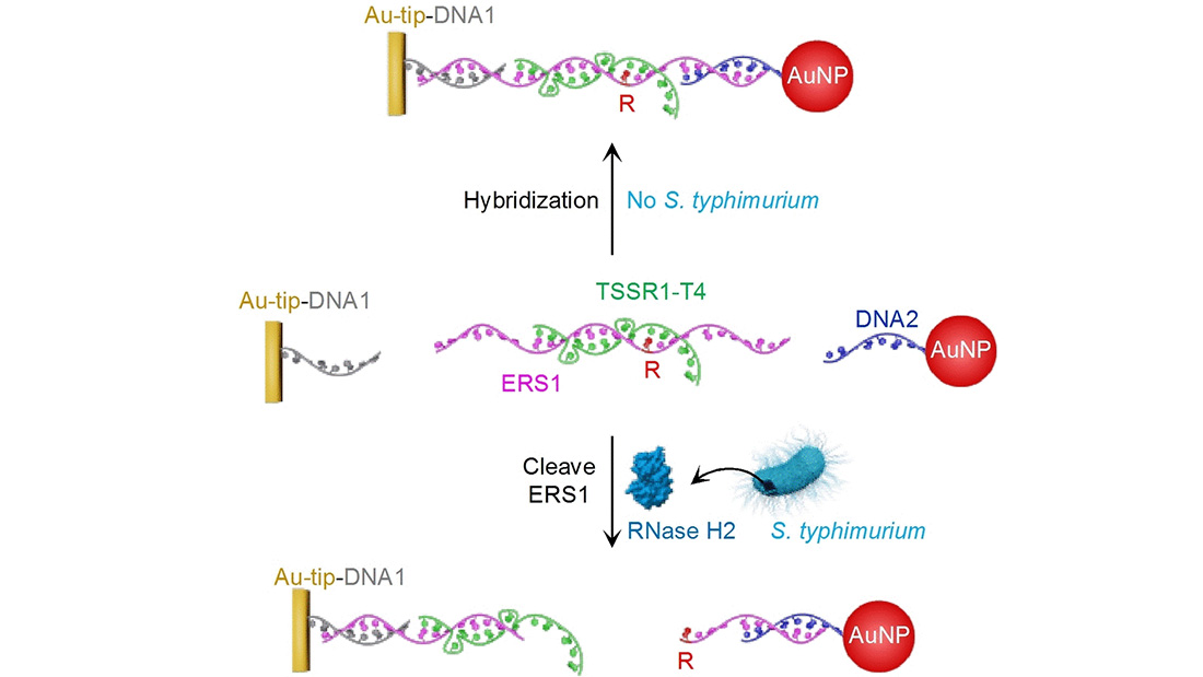 Einfache Methode zum Nachweis von Salmonellen