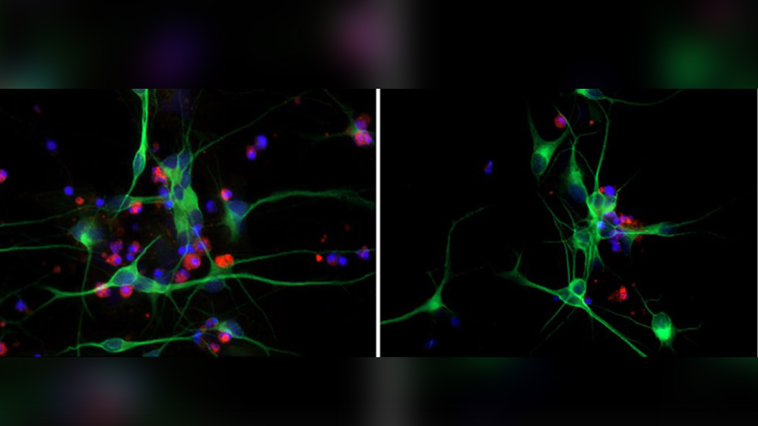 Korrelation von Körpertemperatur und Lebensdauer