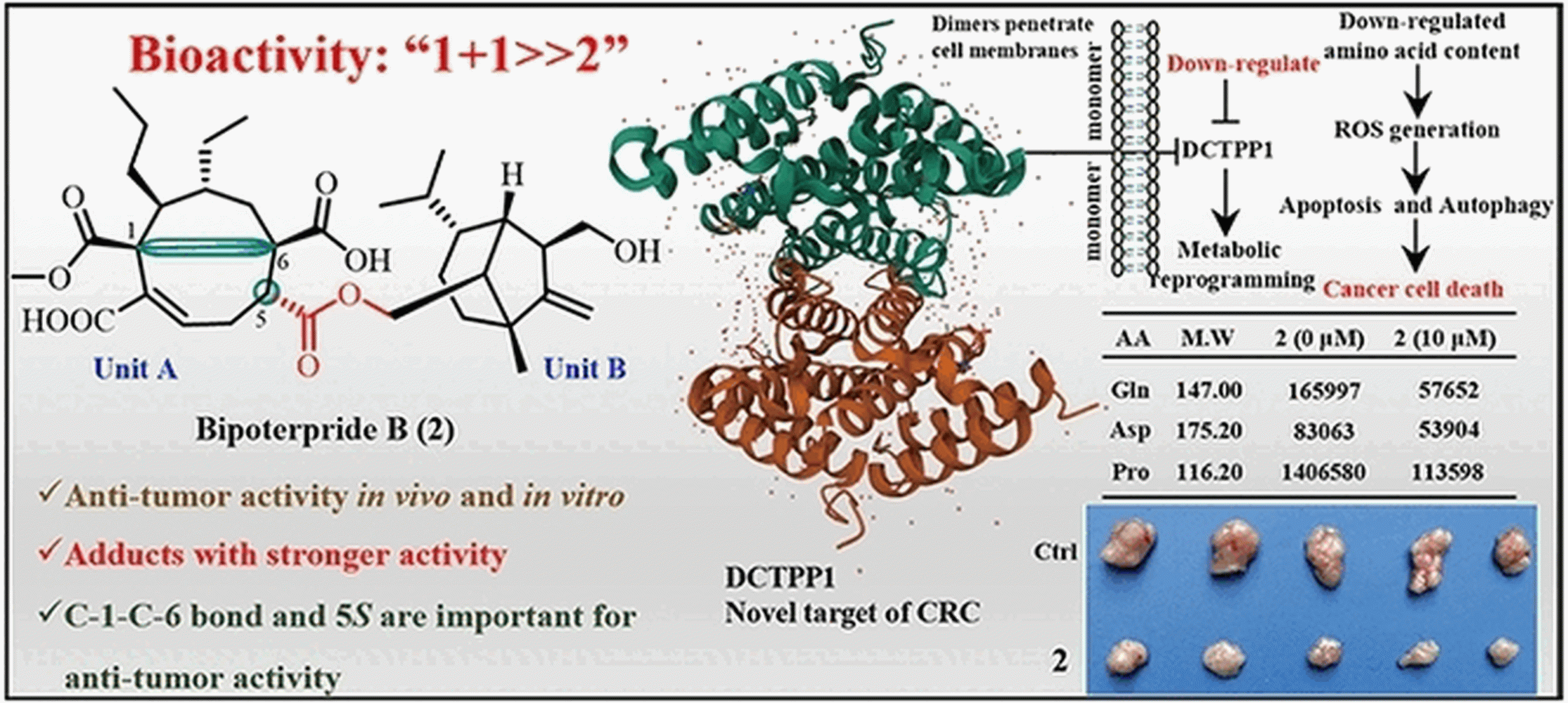 Pilz_gegen_Darmkrebs.gif Abstract für Pilz für Darmkrebs-Therapie